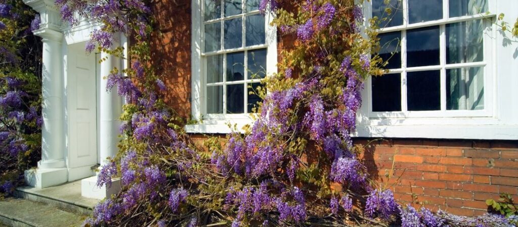 Wisteria on the front of a house